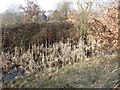 Barnsley Canal bulrushes