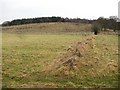 Young woodland, Sharnothshield