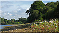 Wild daisies at Ogston