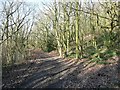 Bridleway through Bull Wood, Calverley