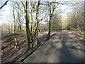 Bridleway through Ravenscliffe Wood, Calverley