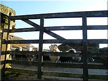NY2716 : Sheep at Watendlath by Michael Graham