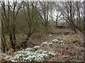 Ellingham, snowdrops