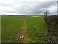 A path across a planted field