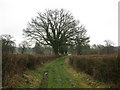 SU7357 : Oak in winter by don cload