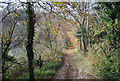 North Downs Way near Coldharbour