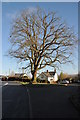 Tree in Llangybi