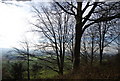 Trees on the top of the North Downs