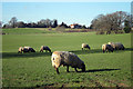 Sheep by Ramsden Lane