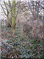 The (overgrown) Kyd Brook - East Branch, north of the Tugmutton Allotments