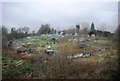 Allotments on the edge of Shalford