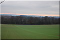 TQ7858 : Large field of Winter wheat by N Chadwick