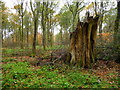 Savernake Forest - Shattered Stump