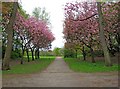 A path through the trees, Heaton Park