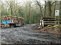 Wood from Wotton Common