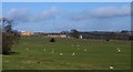 Sheep pasture, Warsill Hall Farm.