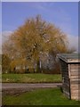 Tree opposite bus shelter on Hoyle Lane