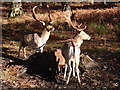 Fallow Deer stags in Knole Park