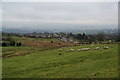 Sheep grazing above Higham