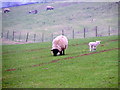 Ewes and lambs, Poyntington Down