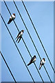 Swallows (Hirundo rustica), Longridge