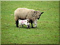 Ewe and lambs, Poyntington Down