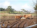 Cattle near the Ballynahattan Road