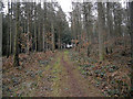 Woodland footpath near the North Worcestershire Way