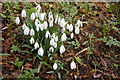 Snowdrops, Myddelton House Gardens, Bulls Cross, Enfield