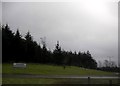 Trees on Broxden roundabout