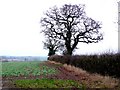 Hedgerow, West Hill