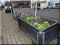 Flower bed, Billingshurst High Street