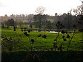 SU9347 : Field with pond south of Puttenham by Shazz