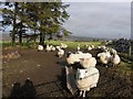 Flock of sheep, Ballymongan