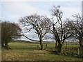 NS8453 : Beech trees near Hyndburn by Richard Webb