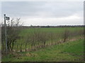 Footpath to Wood Langham