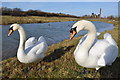 Mute Swans - Pleasley Country Park