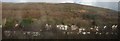 Houses beneath Mynydd Dinas