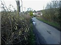 Maiden Newton, catkins