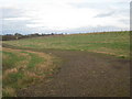 Amenity planting near Staple Lane