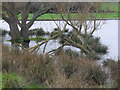 Flooding by Plough Lane