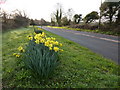 Daffodils are back! We do not hate them!