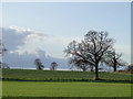 Winter Barley and Winter wheat at Gt. Glemham