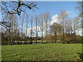 The River Alde behind the poplar trees at Benhall