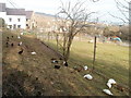 Ducks and geese, Greenmeadow Community Farm, Cwmbran