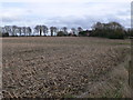 Field of maize stubble