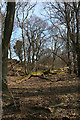 Mature Woods by the River Lossie