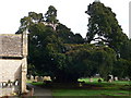 Ancient yew, Lyneham