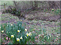 SO6923 : Wild daffodils by an unnamed brook by Pauline E