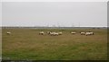 TQ7578 : Sheep on Cliffe Marshes by N Chadwick